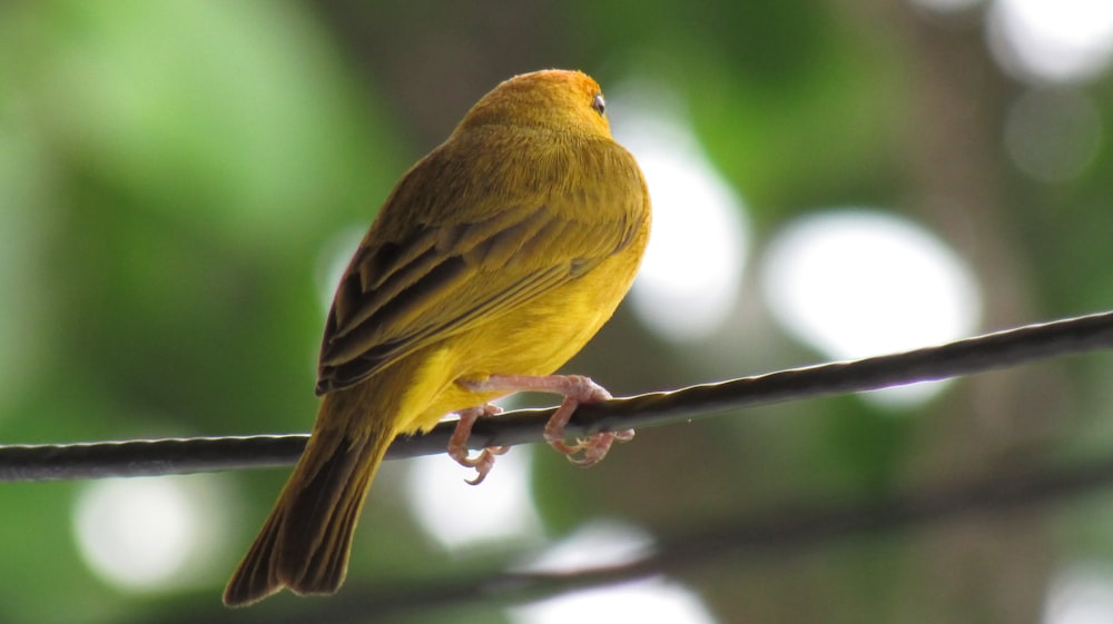 a small yellow bird perched on a wire