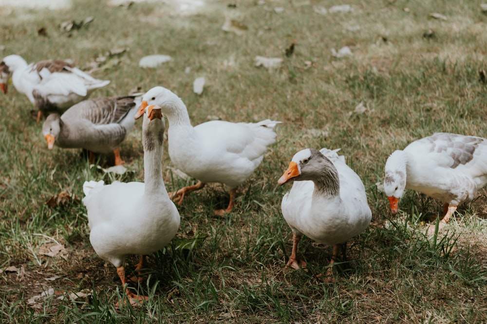 a group of ducks standing on top of a grass covered field