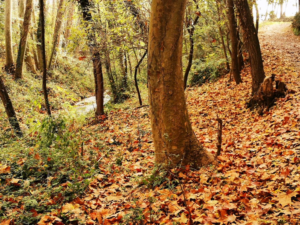 Un chemin dans les bois avec beaucoup de feuilles au sol