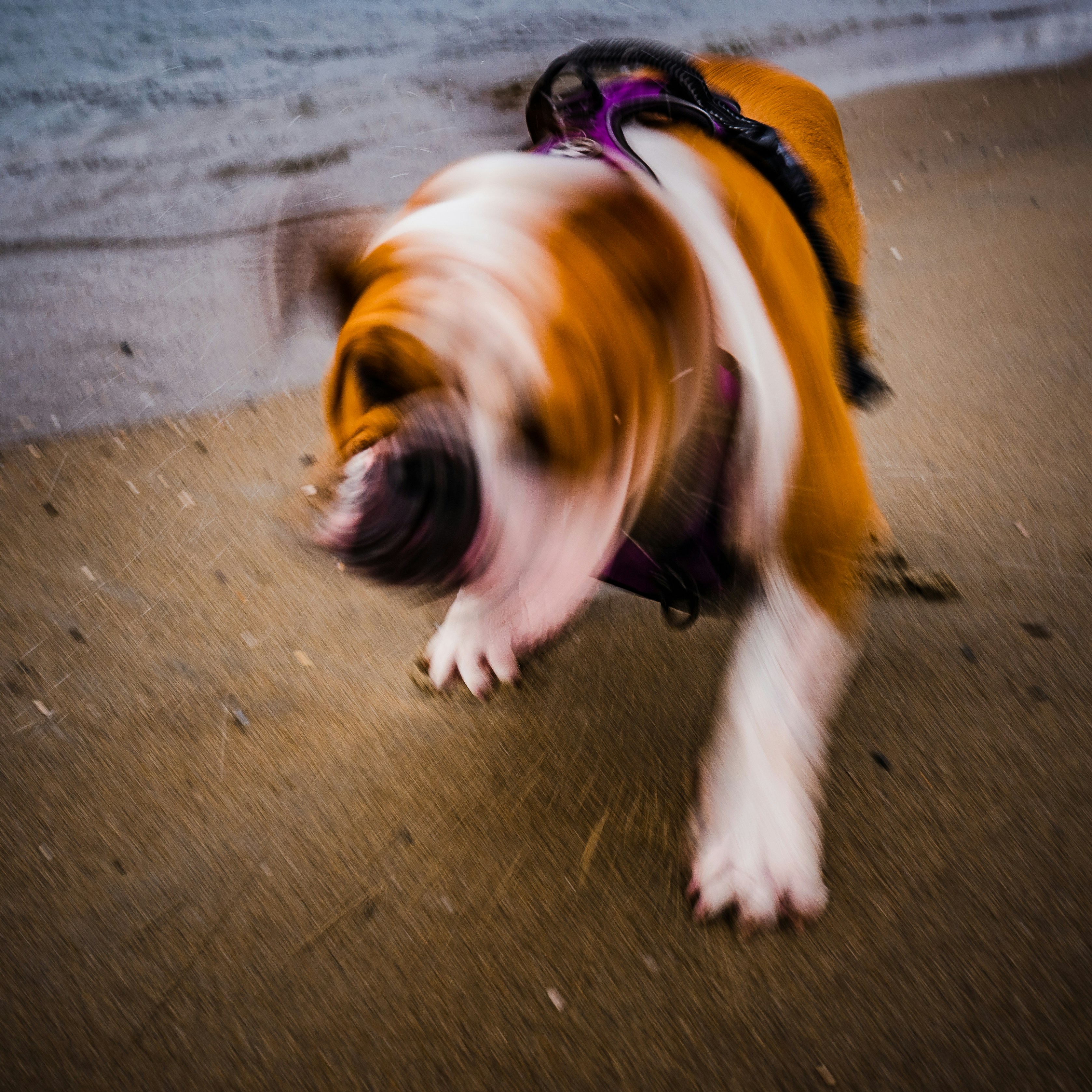 a brown and white dog walking on top of a sandy beach