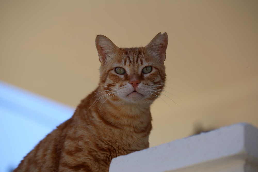 a close up of a cat sitting on a ledge