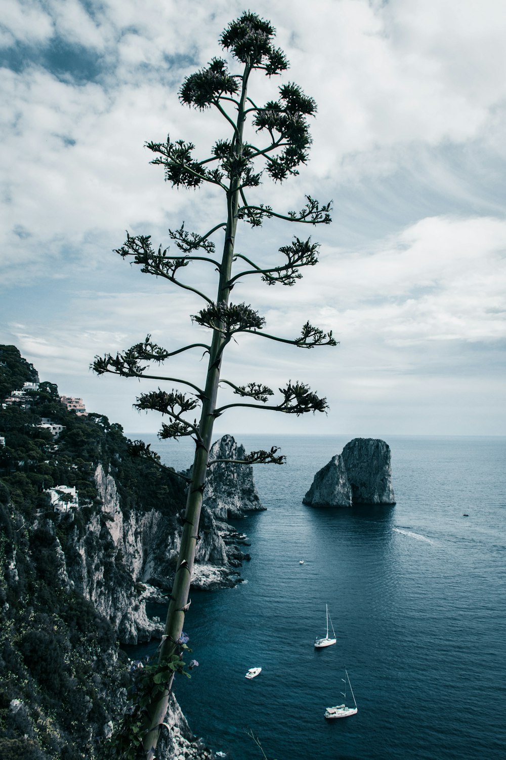 a tall tree sitting on the side of a cliff next to a body of water