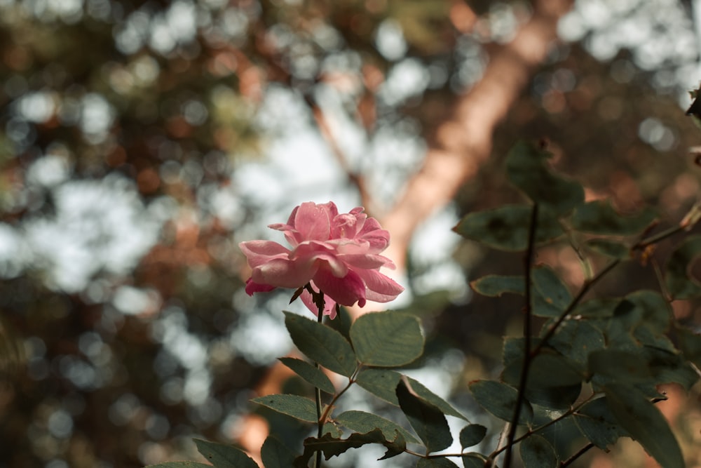uma flor rosa está florescendo em um galho de árvore