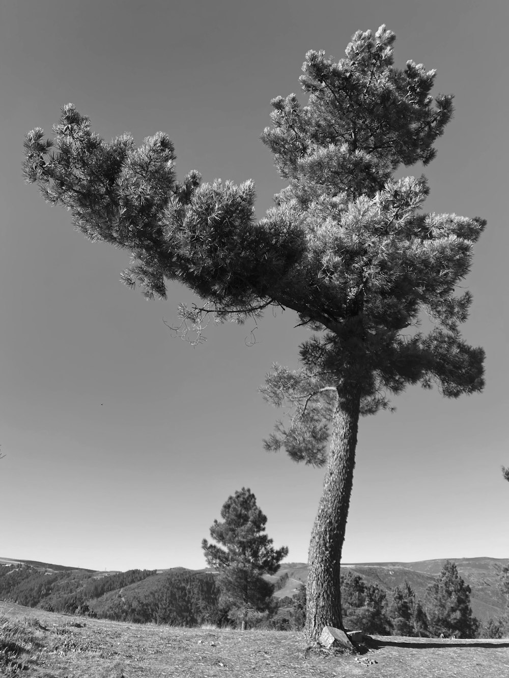 a black and white photo of a tree in a field