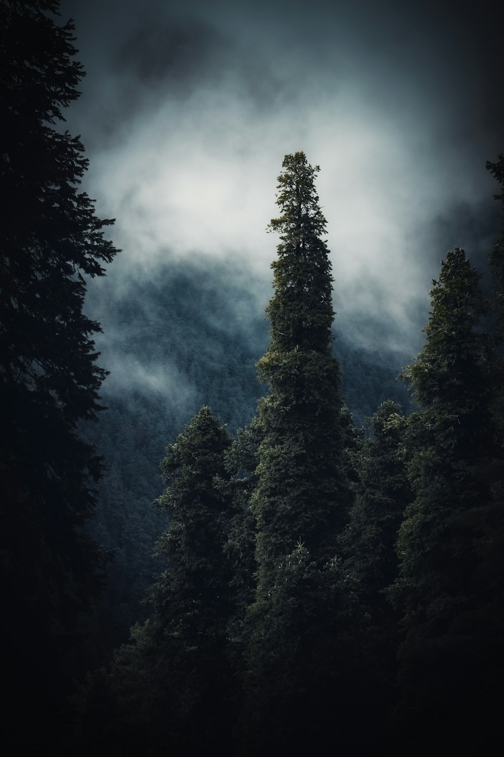 a dark forest filled with trees under a cloudy sky
