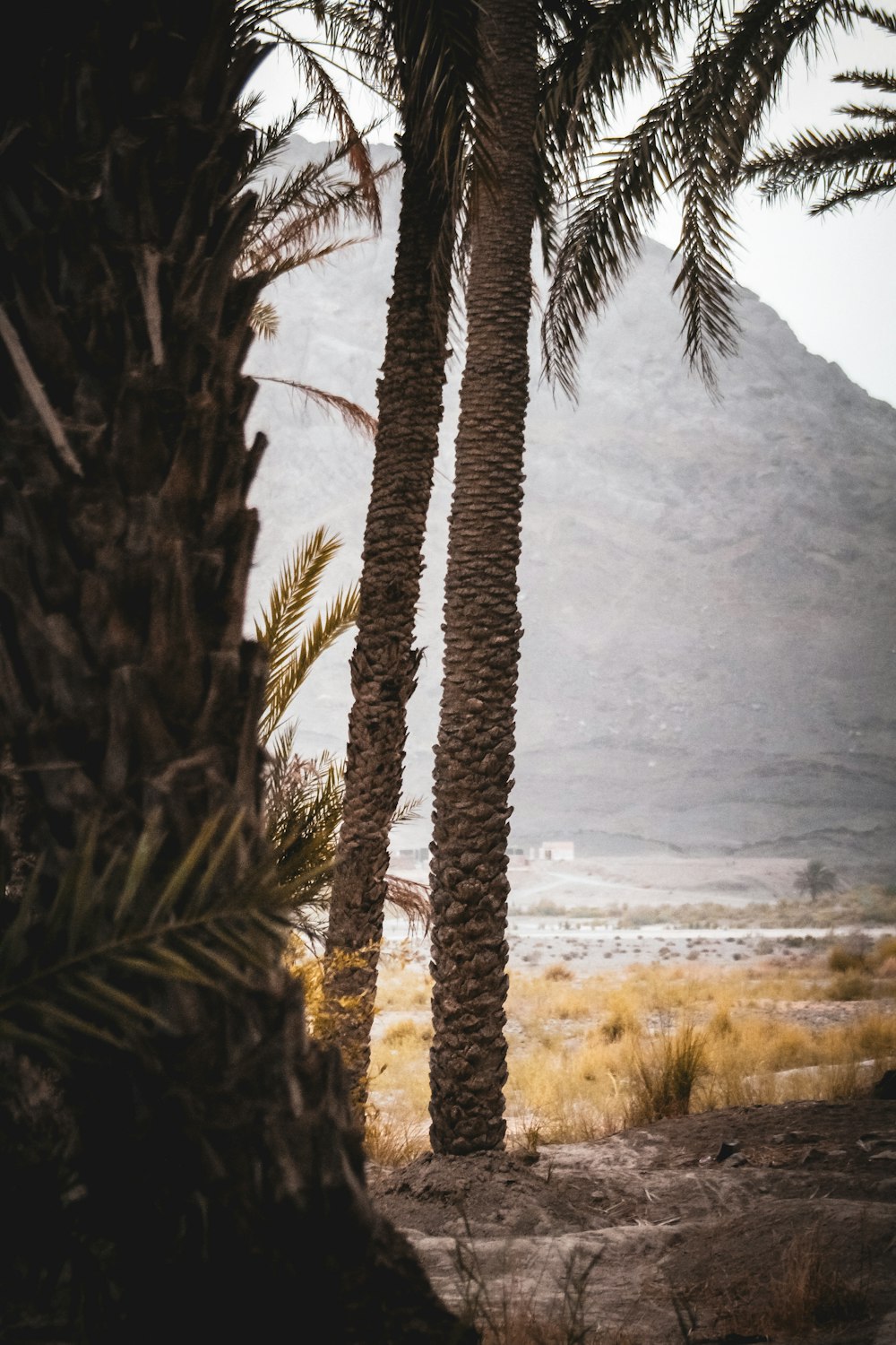 a couple of palm trees standing next to each other