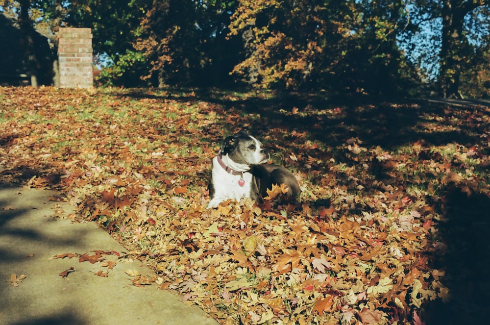a dog laying on top of a pile of leaves
