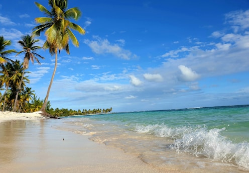 A picturesque tropical beach with clear blue skies, calm turquoise waters, and gentle waves lapping the shore. Tall palm trees line the sandy beach, leaning slightly towards the water.