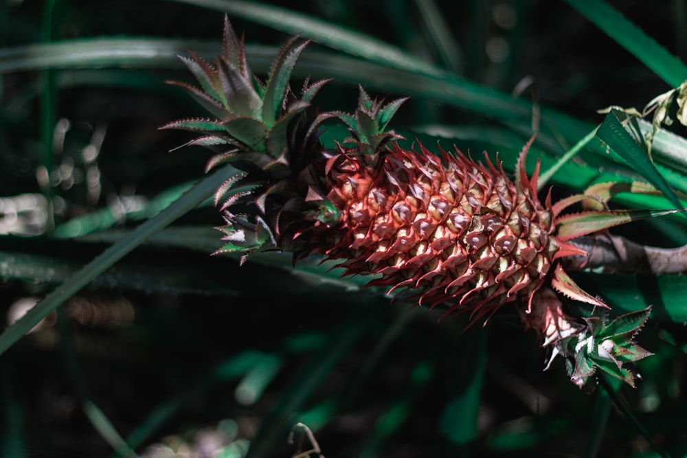 a close up of a flower on a plant