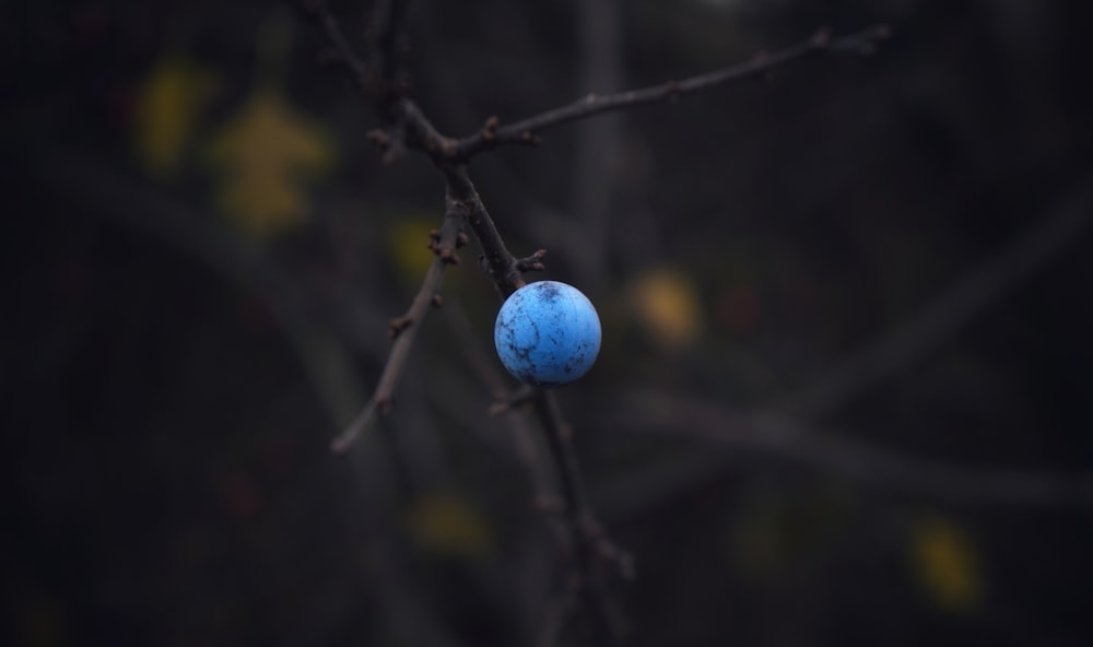 a blue ball sitting on top of a tree branch