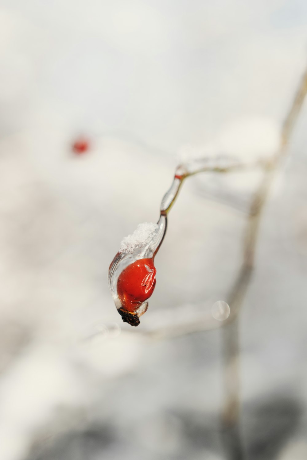 a single red berry hanging from a tree branch