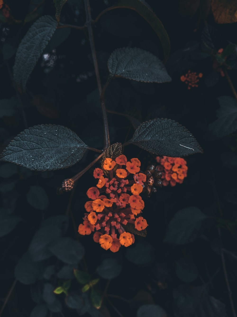 a bunch of flowers that are on a tree