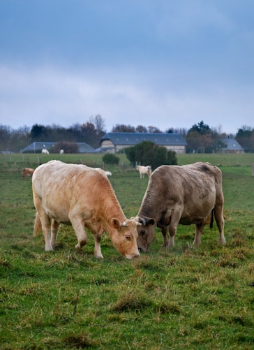 a couple of cows that are standing in the grass