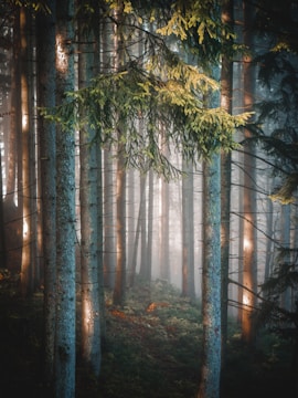 a forest filled with lots of tall trees