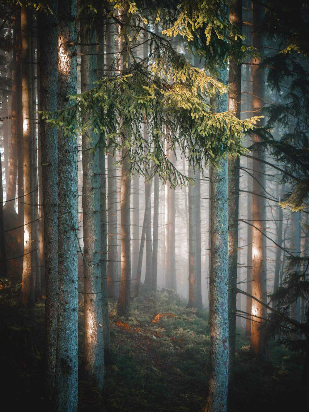 a forest filled with lots of tall trees