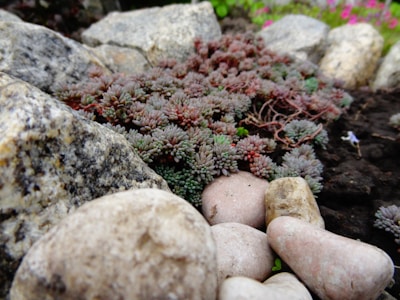 Close-up of native cerrado plants surrounding the Cuesta rocks under soft daylight.