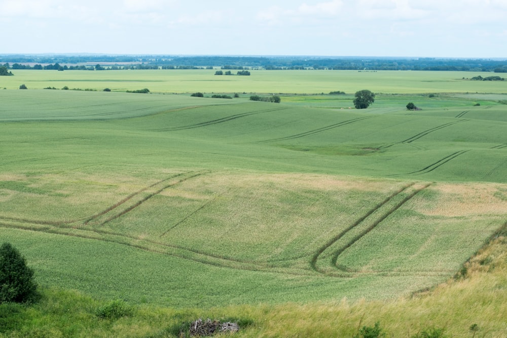 ein großes grünes Grasfeld mit Bäumen in der Ferne