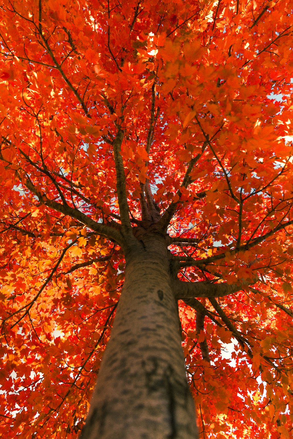 a tall tree with lots of orange leaves