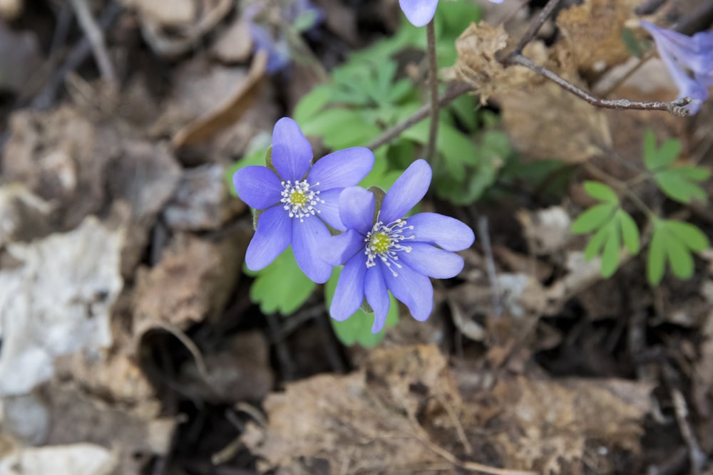 a couple of purple flowers sitting on top of a forest floor