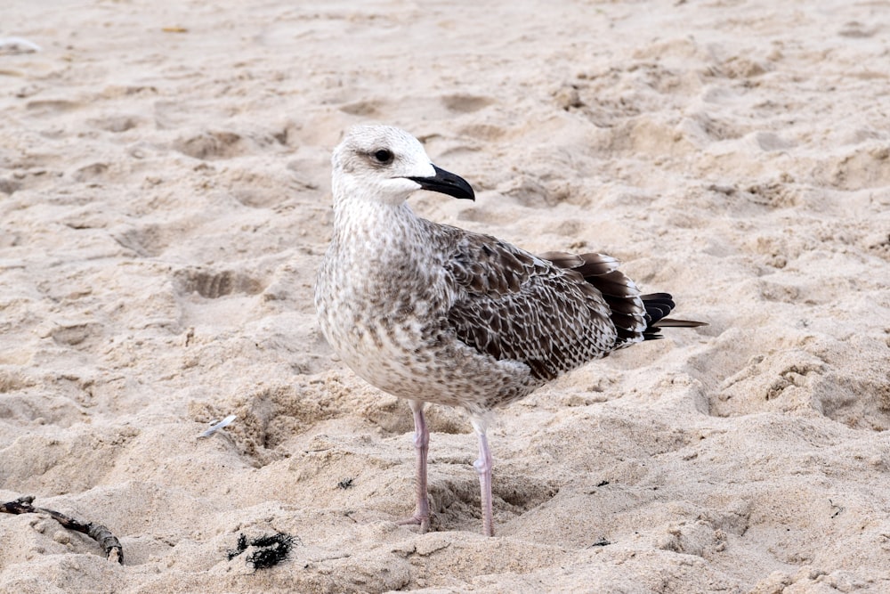 a seagull standing in the sand on a beach