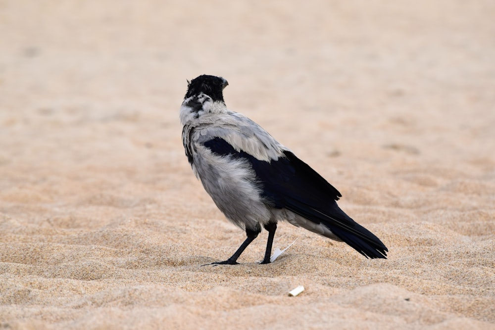 Un oiseau noir et blanc debout dans le sable