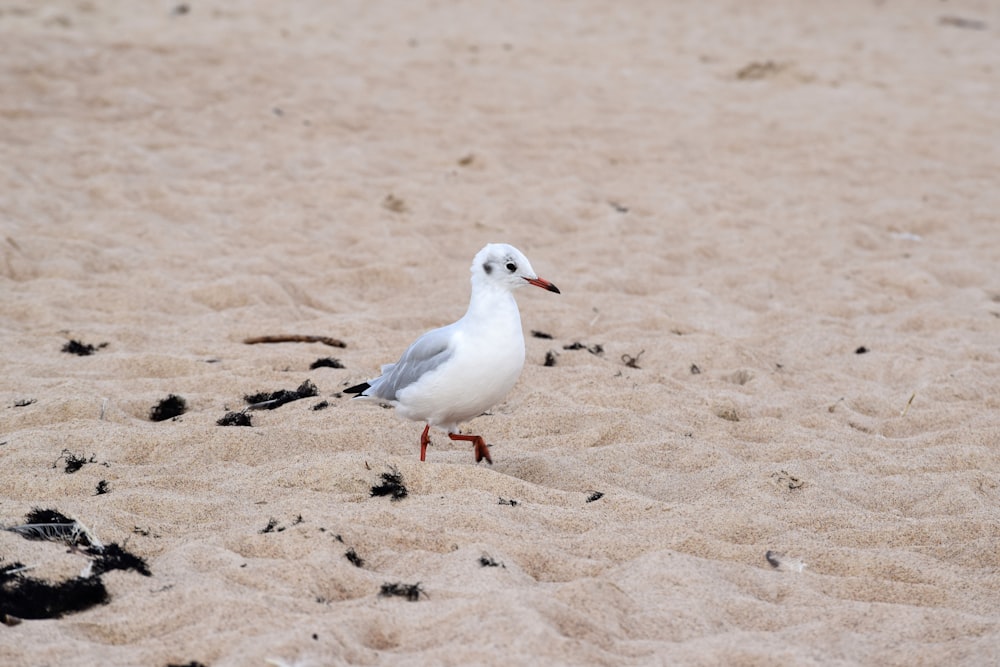 a seagull is standing on the beach sand