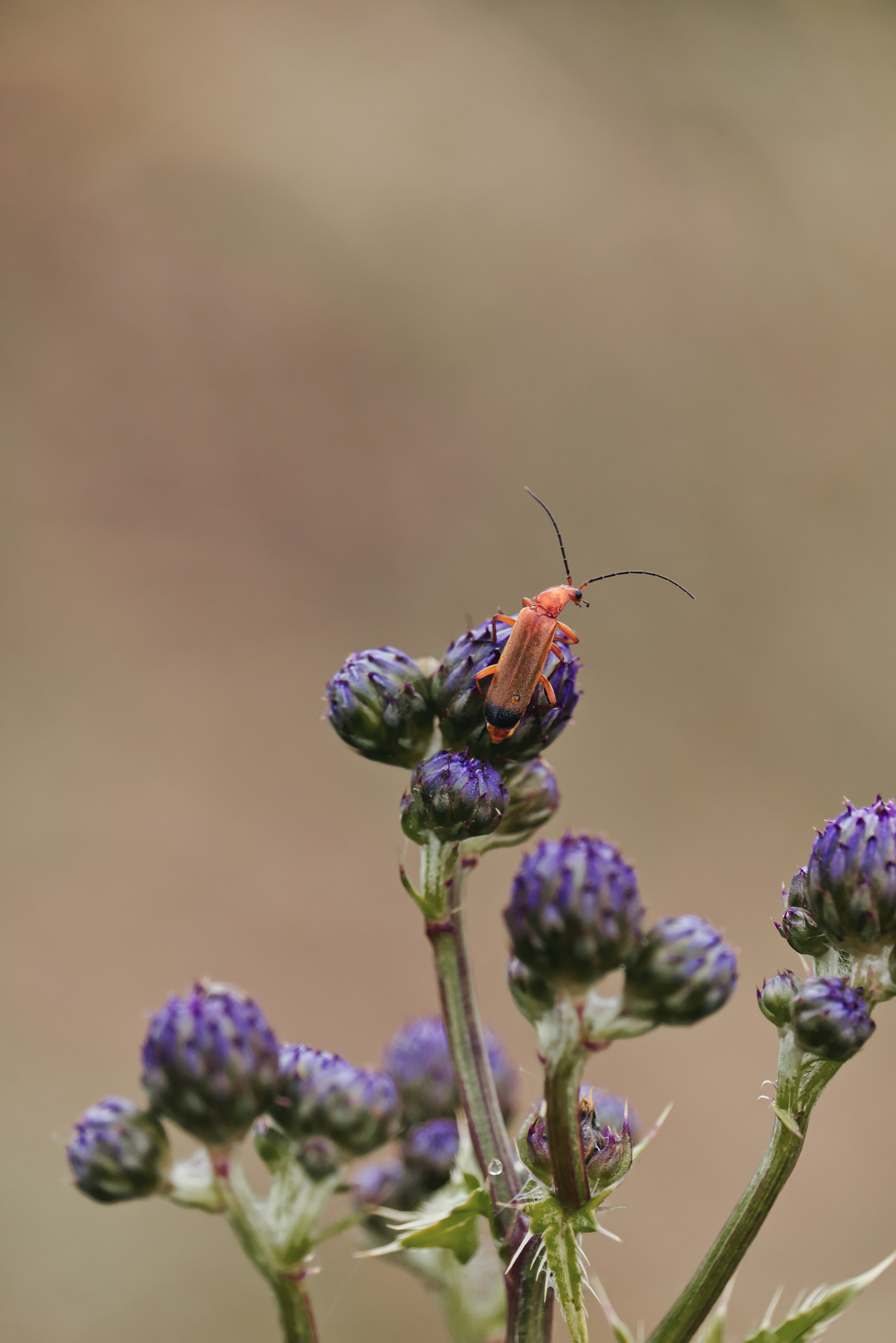 A bug sitting on top of a purple flower photo – Free Flower Image on ...