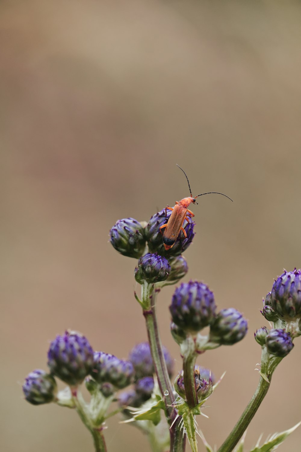 a bug sitting on top of a purple flower