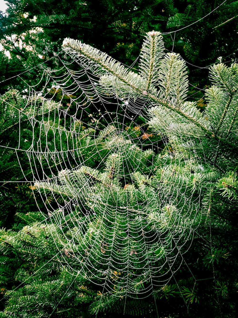 a close up of a spider web on a tree