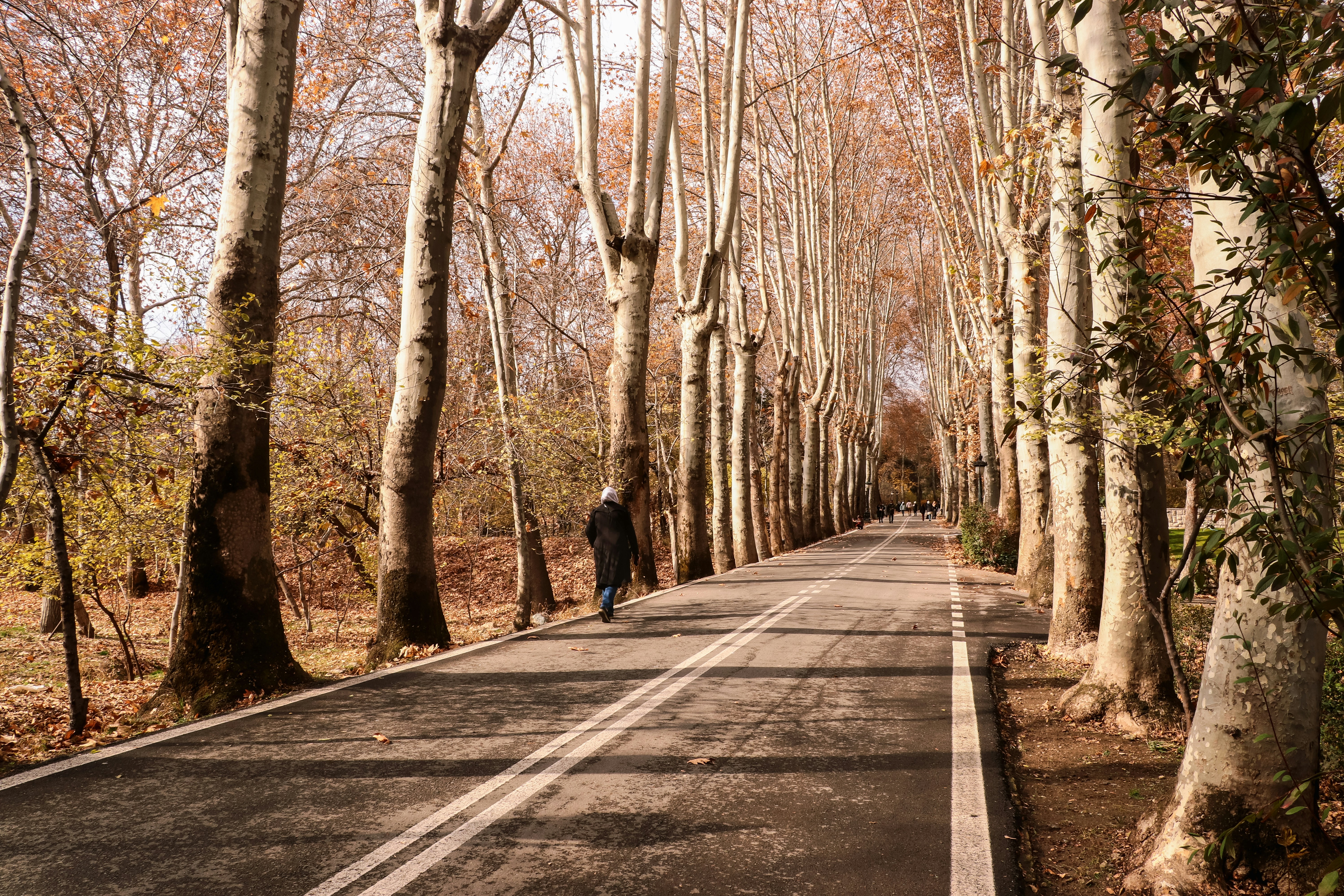 Photo by ehsaneslami