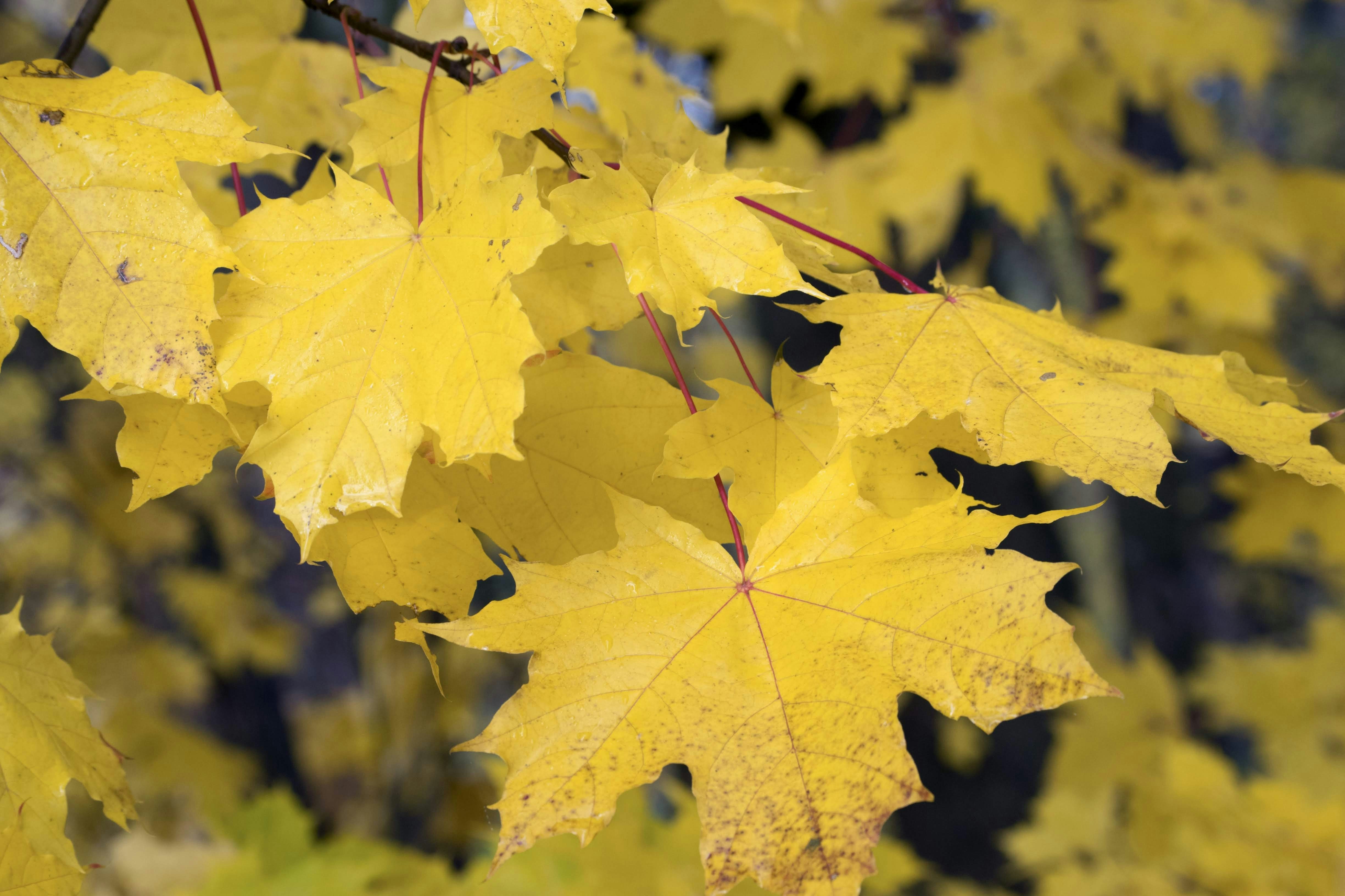 Photo by mariuskarotkis