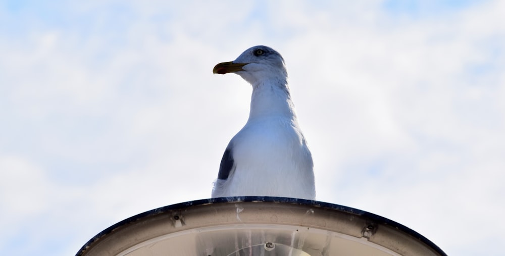 a seagull sitting on top of a clock tower