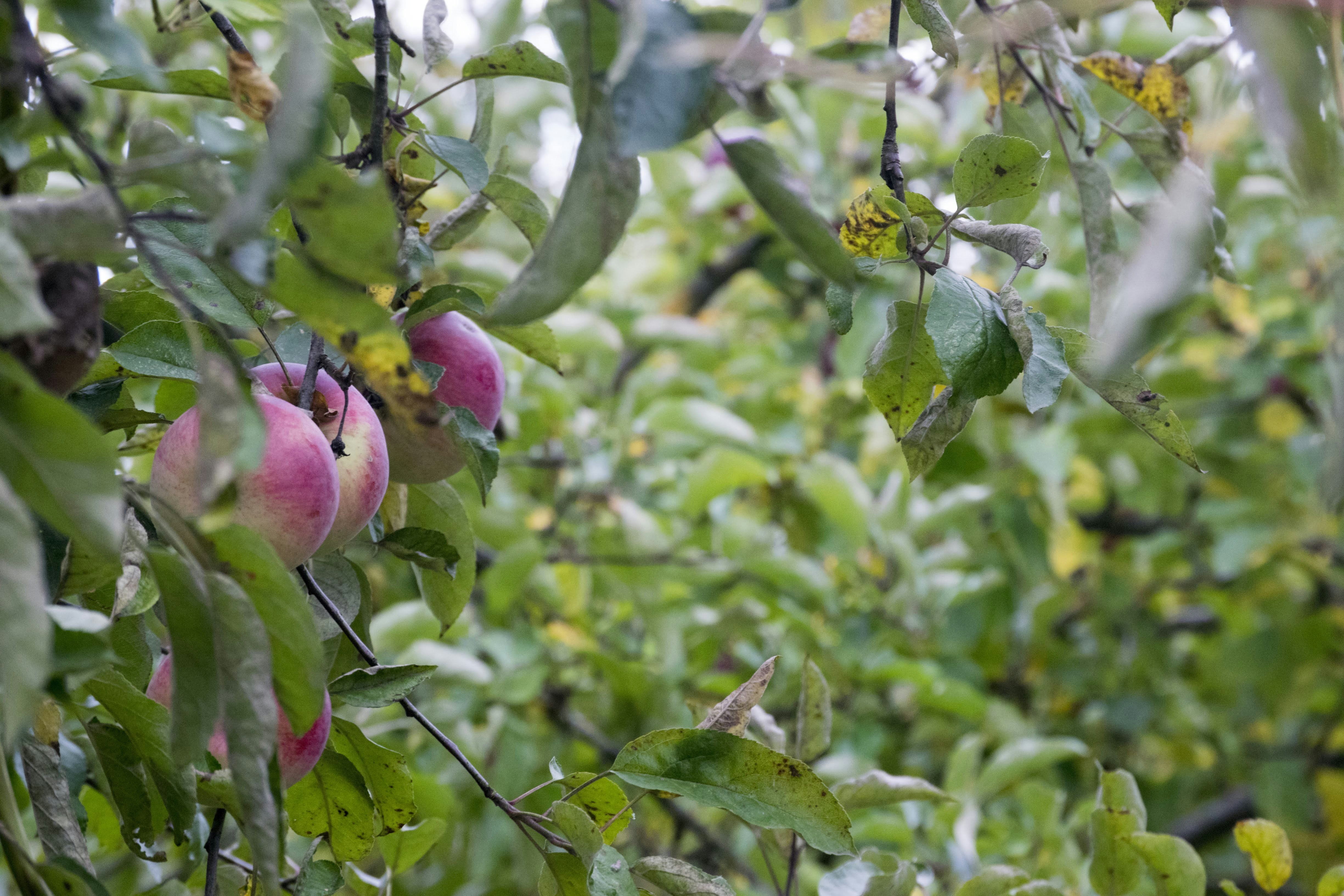 Photo by mariuskarotkis