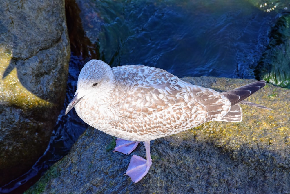 a seagull standing on a rock next to a body of water