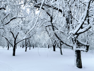 a snow covered forest filled with lots of trees