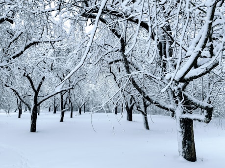 a snow covered forest filled with lots of trees