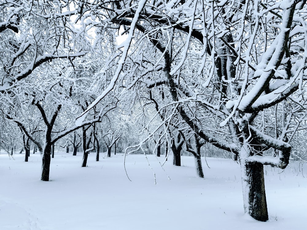 a snow covered forest filled with lots of trees