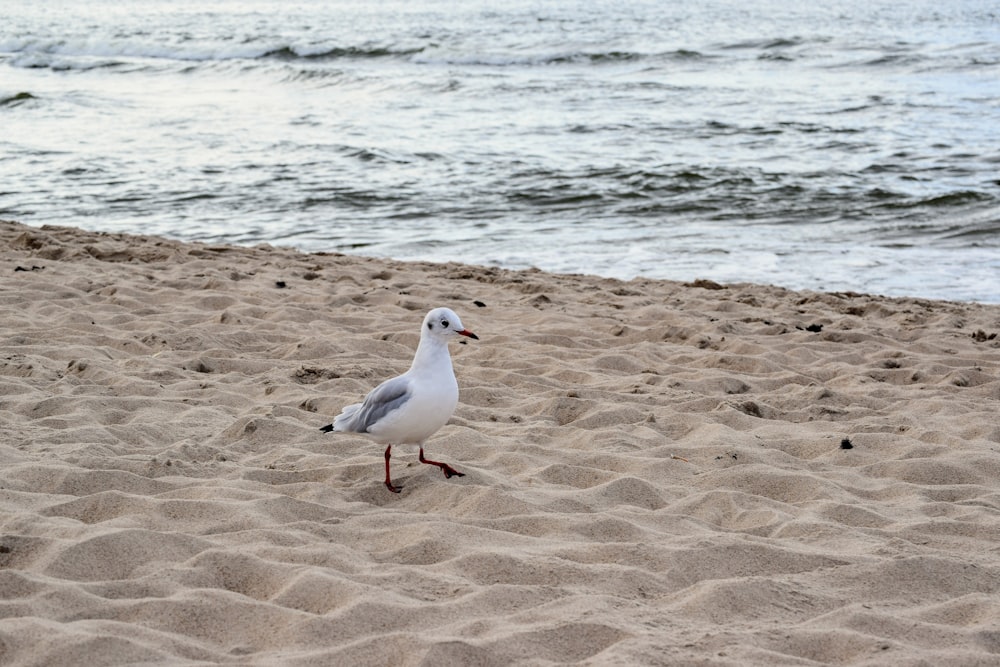a seagull walking on a sandy beach next to the ocean