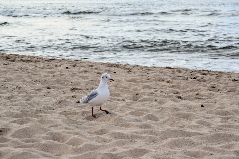 Eine Möwe, die an einem Sandstrand am Meer spazieren geht