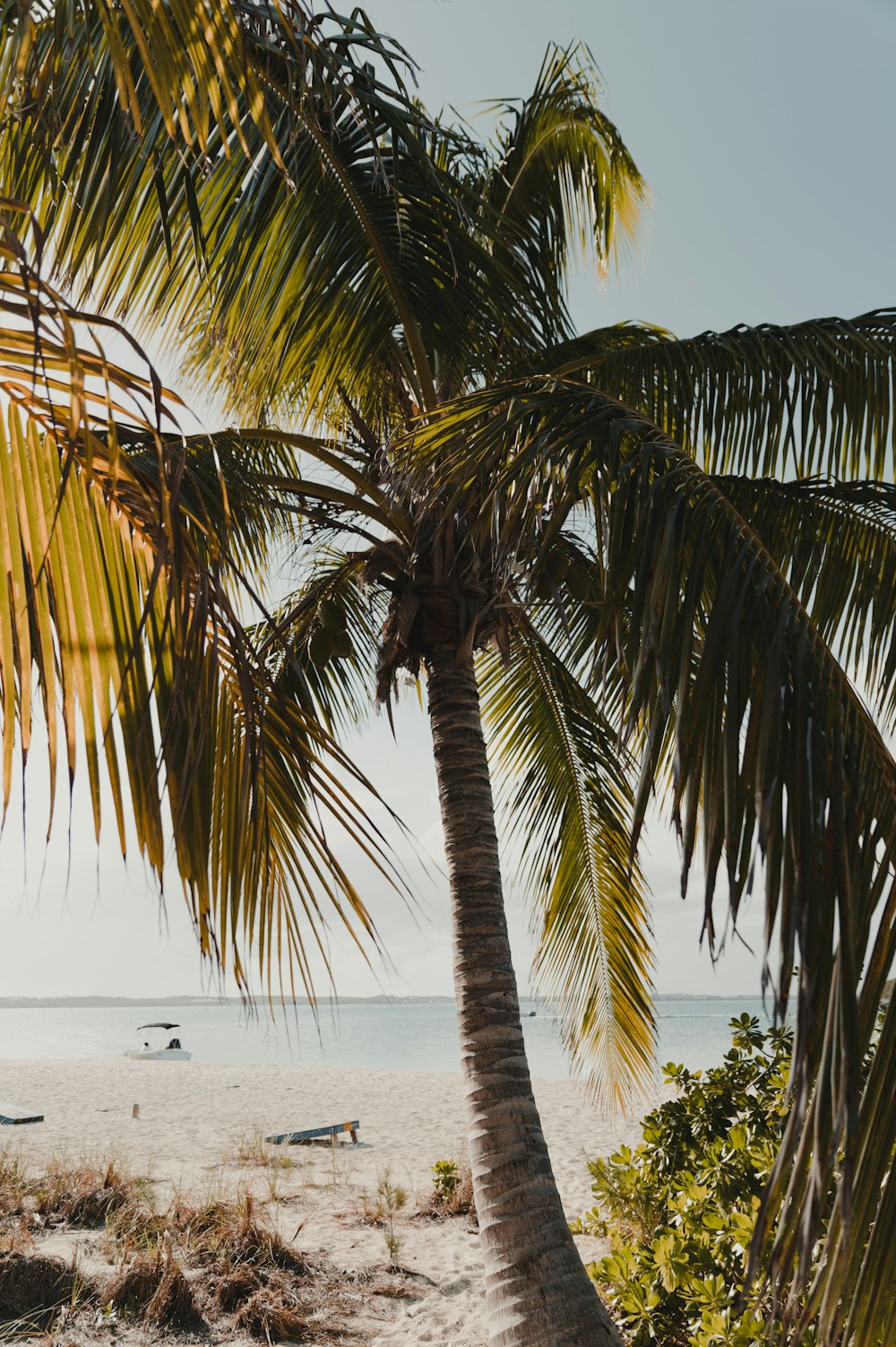 a palm tree sitting on top of a sandy beach