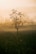 a lone tree in the middle of a field
