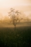 a lone tree in the middle of a field