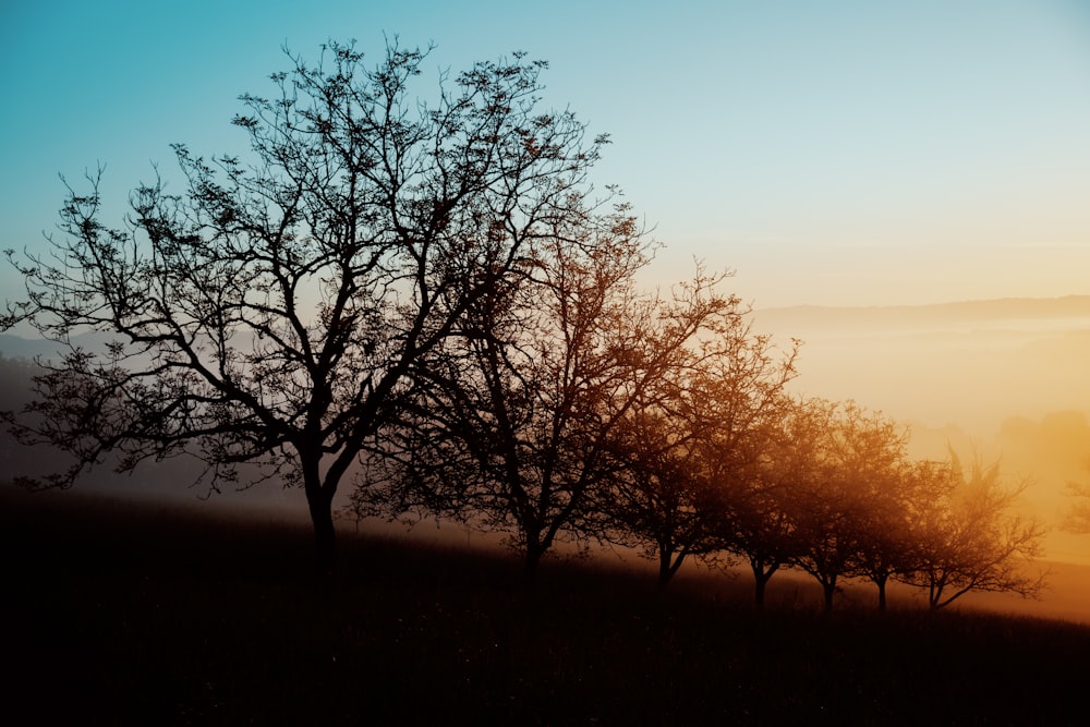 a couple of trees that are standing in the grass