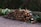 A stack of cut firewood is neatly arranged on a gravel surface, surrounded by blooming white daffodils. The wood appears aged and weathered, lying against a backdrop of dense, dark green hedges, contributing to a rustic garden atmosphere.