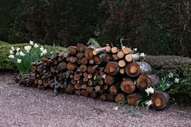 A stack of cut firewood is neatly arranged on a gravel surface, surrounded by blooming white daffodils. The wood appears aged and weathered, lying against a backdrop of dense, dark green hedges, contributing to a rustic garden atmosphere.