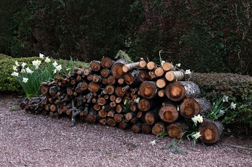 A stack of cut firewood is neatly arranged on a gravel surface, surrounded by blooming white daffodils. The wood appears aged and weathered, lying against a backdrop of dense, dark green hedges, contributing to a rustic garden atmosphere.
