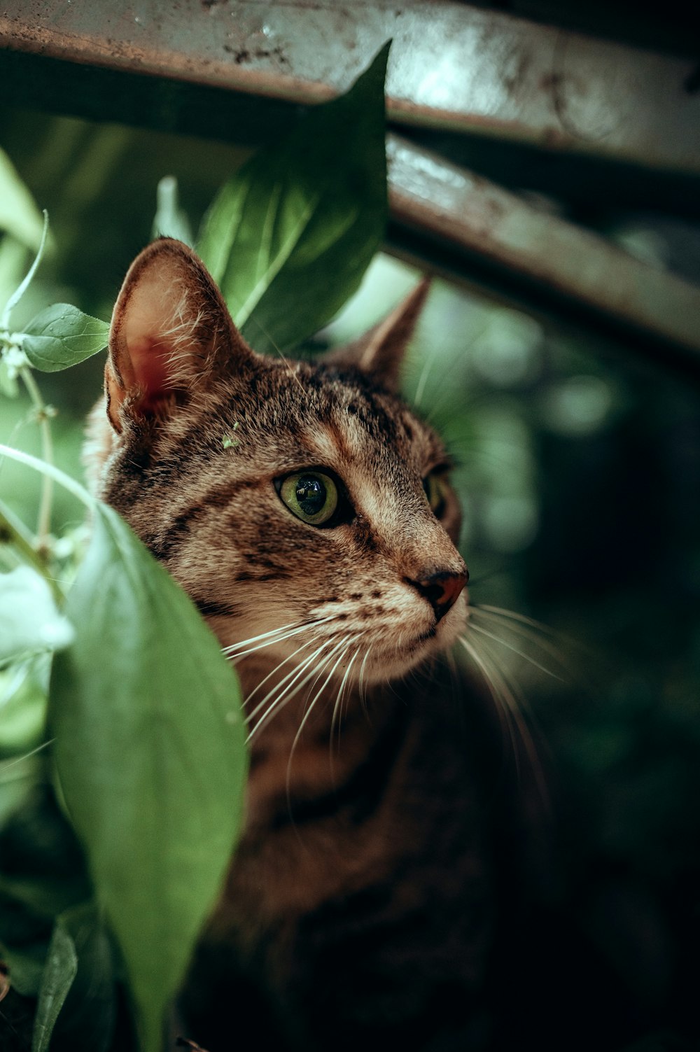 a close up of a cat near a plant