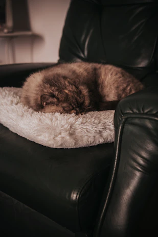 A gentle cat resting its head on a pastel pink cushion with soft lighting.