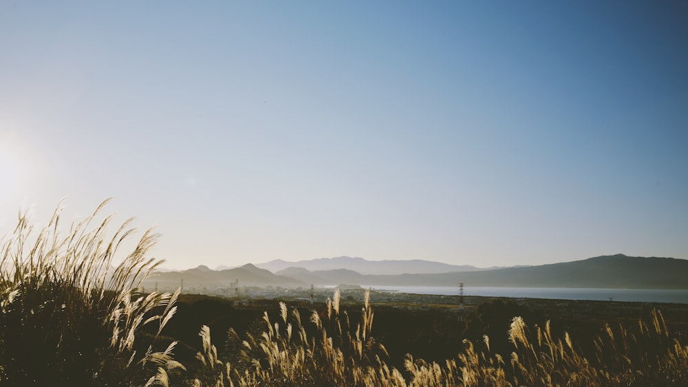 a field with tall grass and mountains in the background