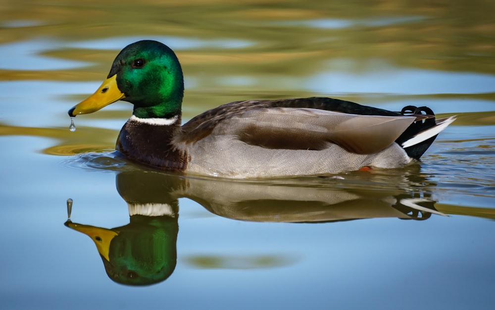 Eine Ente, die auf einem Gewässer schwimmt